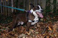 Benji - Photo 5