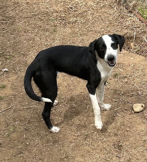 SHAE - Border Collie available for adoption