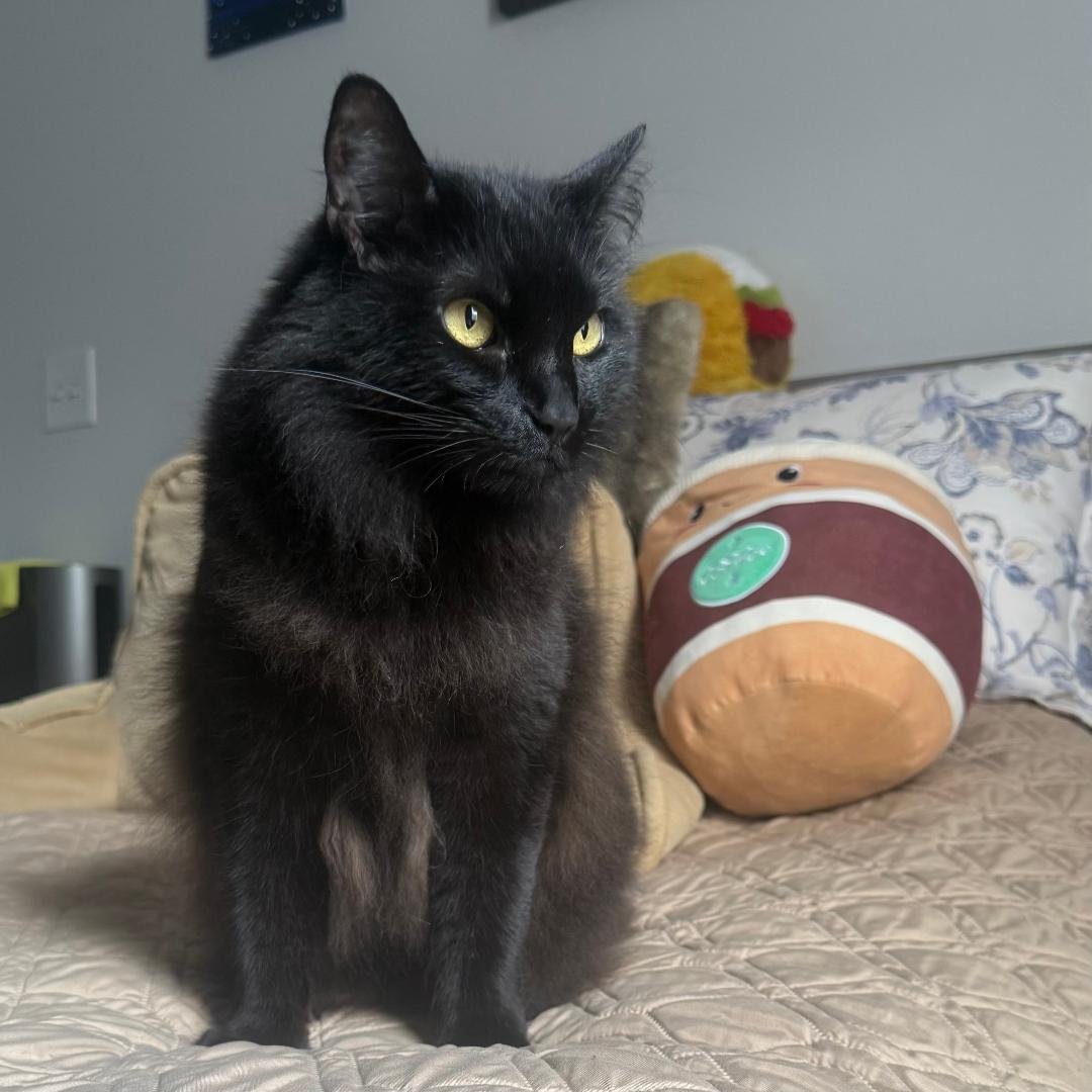 NOVA - Domestic Long Hair for adoption in Alexandria