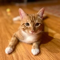 Mango - Photo 4