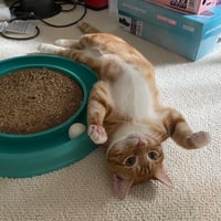 Mango - Photo 3