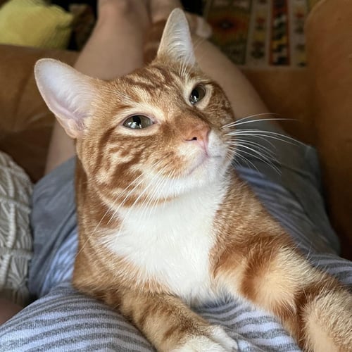 MANGO - Domestic Short Hair / Tabby available for adoption
