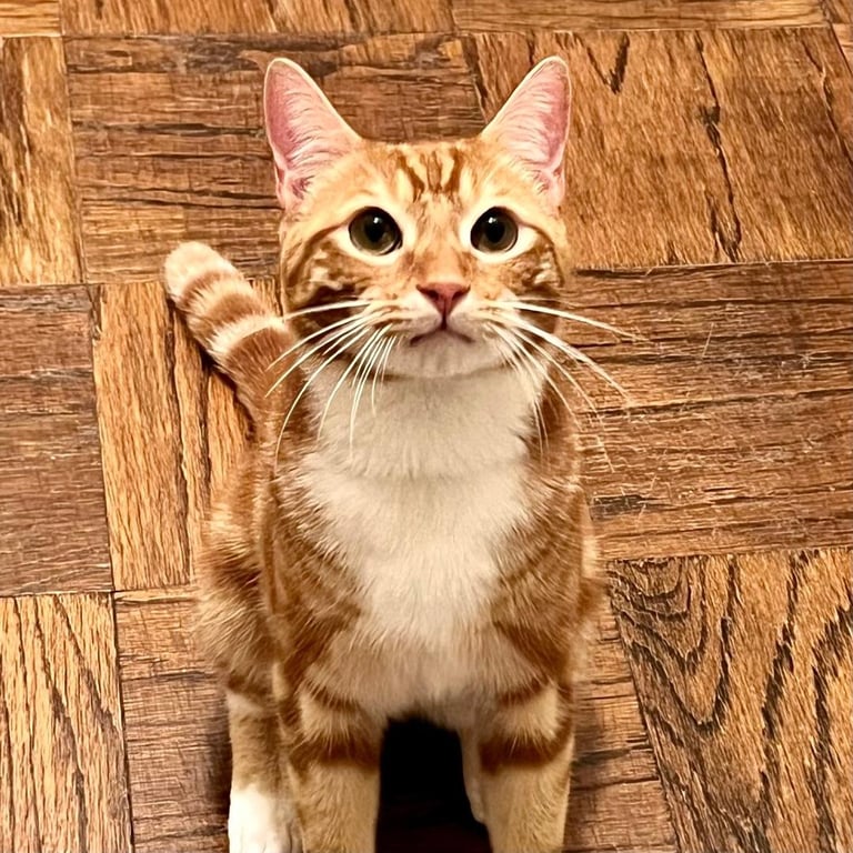 Mango Image