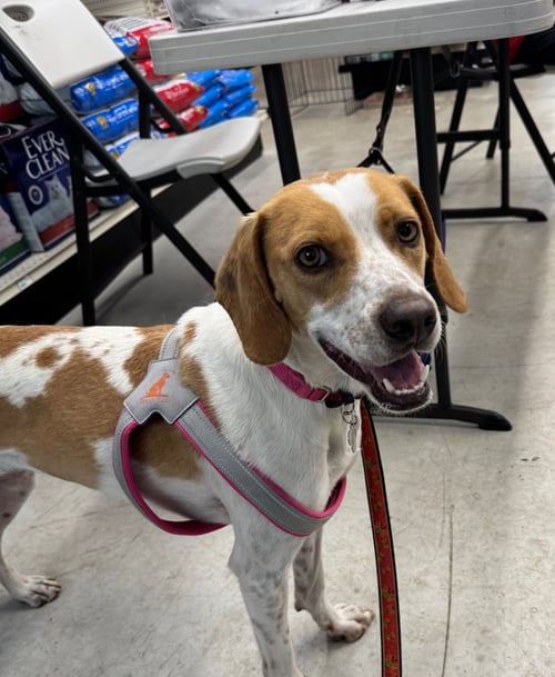 TESS - Hound available for adoption
