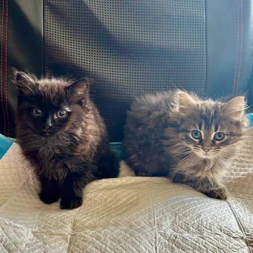 FLUFF AND PUFF (NEED FOSTER HOME)