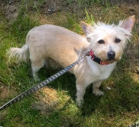 TEDDY F/K/A TROOPER - ADOPTION PENDING