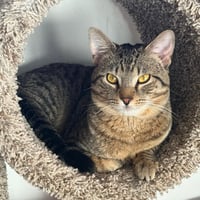 Champ - Photo 4