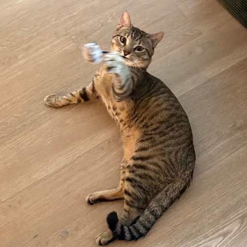 CHAMP - Domestic Short Hair / Tabby available for adoption