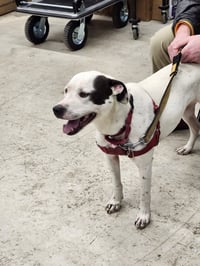 Nellie - Photo 2