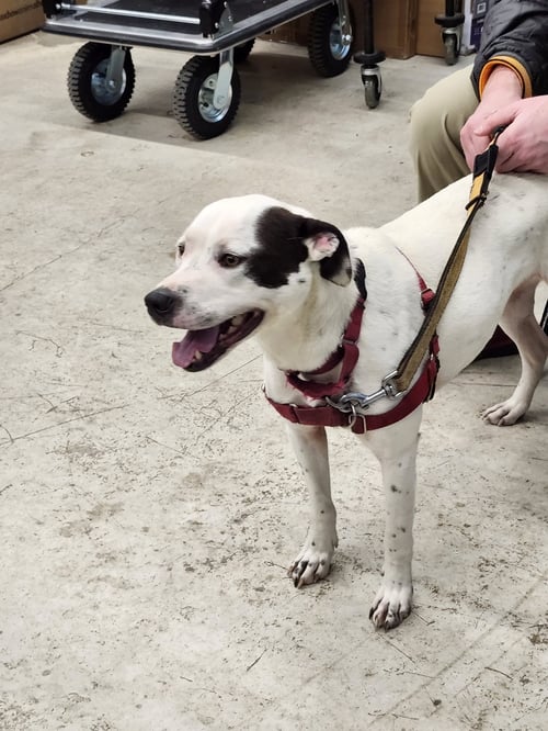 NELLIE - Hound available for adoption