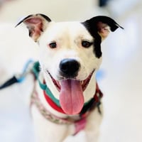 Nellie - Photo 1