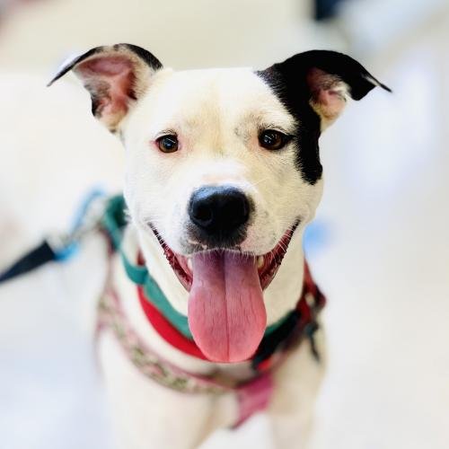 NELLIE - Hound available for adoption