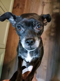 Gigi - Photo 5