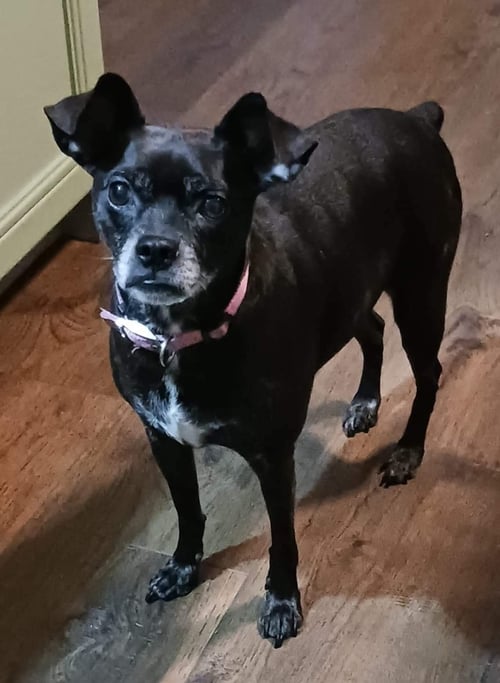 GIGI - Boston Terrier / Miniature Pinscher available for adoption