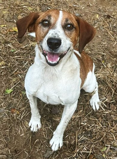 FARLEY - Beagle / Hound available for adoption