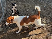 Farley - Photo 2