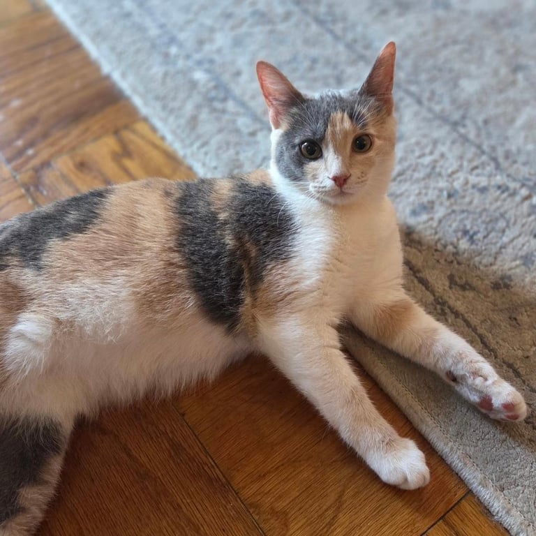 Lily (Adoption Pending) Image