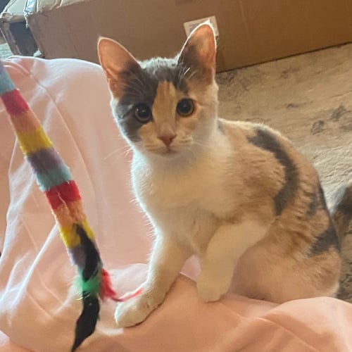 LILY (ADOPTION PENDING) - Domestic Short Hair / Calico available for adoption