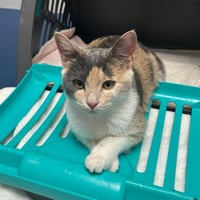 Lily (Adoption Pending) - Photo 3