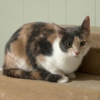 Lily (Adoption Pending) - Photo 4