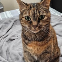 Bella - Photo 1