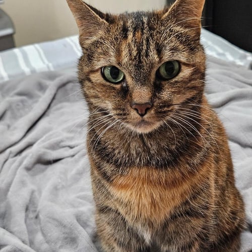 BELLA - Domestic Short Hair / Tabby for adoption in Alexandria