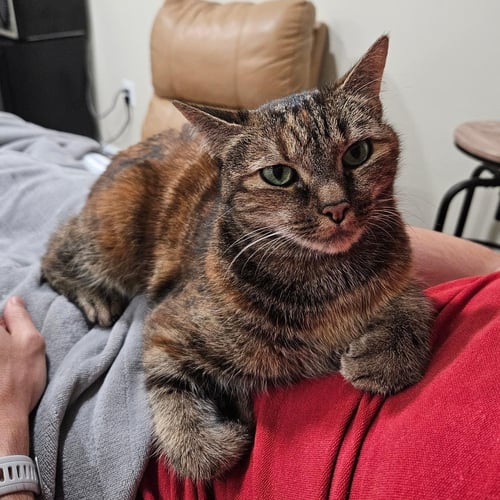 BELLA - Domestic Short Hair / Tabby available for adoption