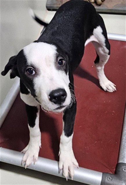 *BESSIE - Pit Bull Terrier available for adoption
