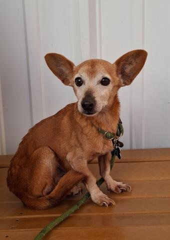 *BOBBY - Chihuahua available for adoption