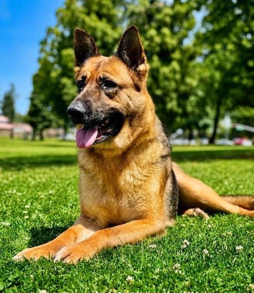 *VELMA - German Shepherd Dog available for adoption