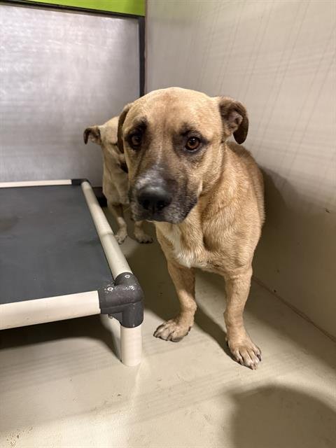 *SASUKE - Pit Bull Terrier for adoption in Bakersfield