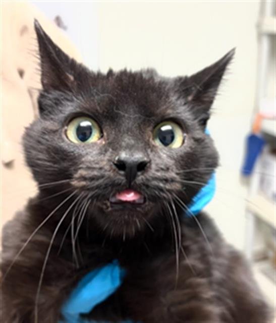 *BOB - Domestic Short Hair available for adoption