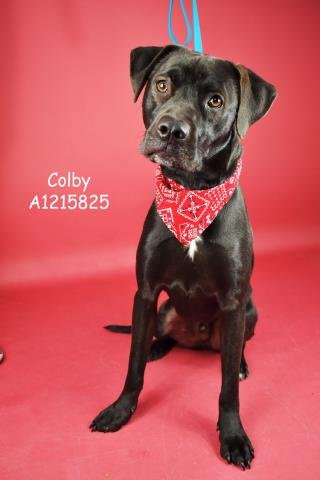 *COLBY - Pit Bull Terrier available for adoption