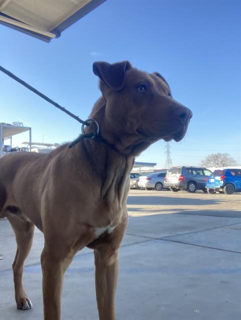 *BENEDICT - Vizsla available for adoption