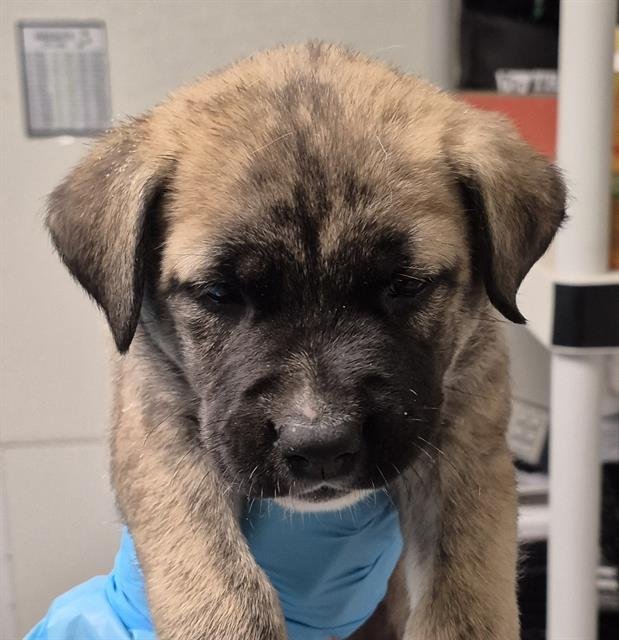 A1244332 - Pit Bull Terrier available for adoption