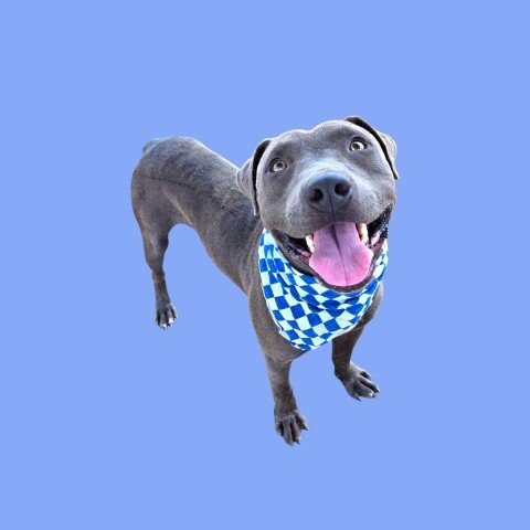 DRACO - Pit Bull Terrier available for adoption