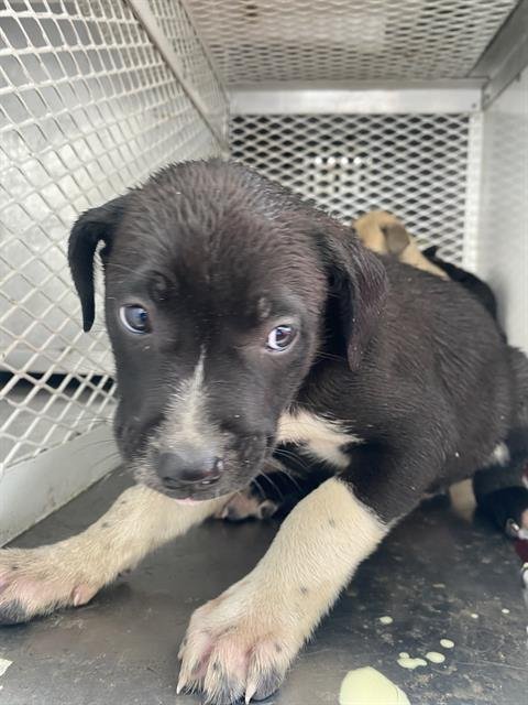 *ZELDA - Border Collie available for adoption