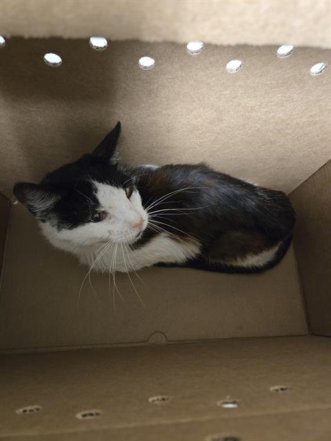 *MEW - Domestic Short Hair available for adoption