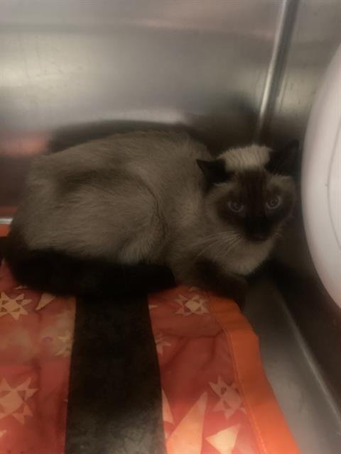 A1241846 - Domestic Short Hair available for adoption