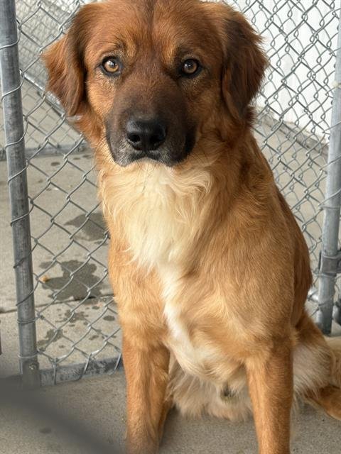 BIGGIE - Golden Retriever available for adoption