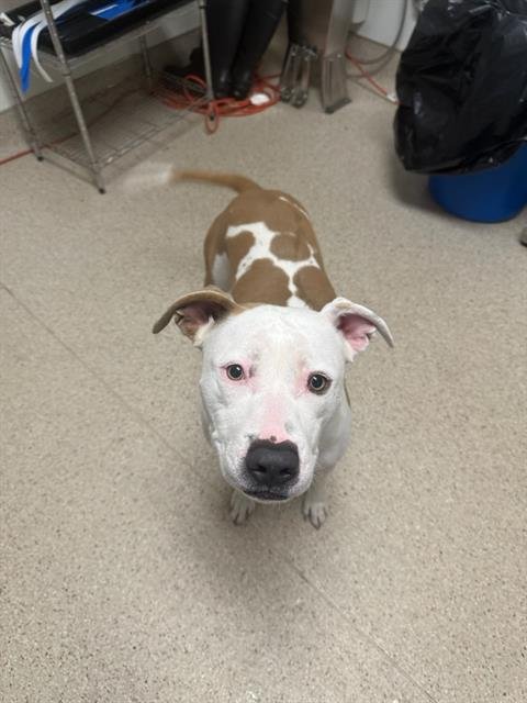 SNOW - Pit Bull Terrier available for adoption