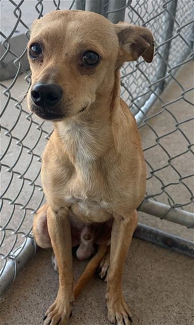 *BUMBLEBEE - Chihuahua available for adoption
