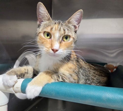*CHEETAH GIRL - Domestic Short Hair available for adoption