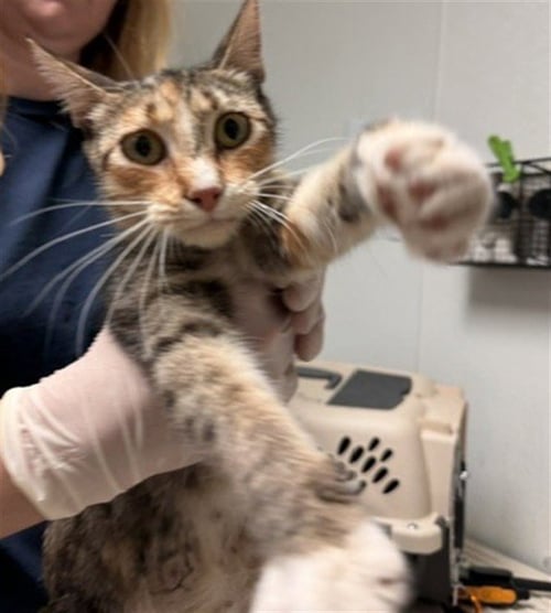*CHEETAH GIRL - Domestic Short Hair available for adoption