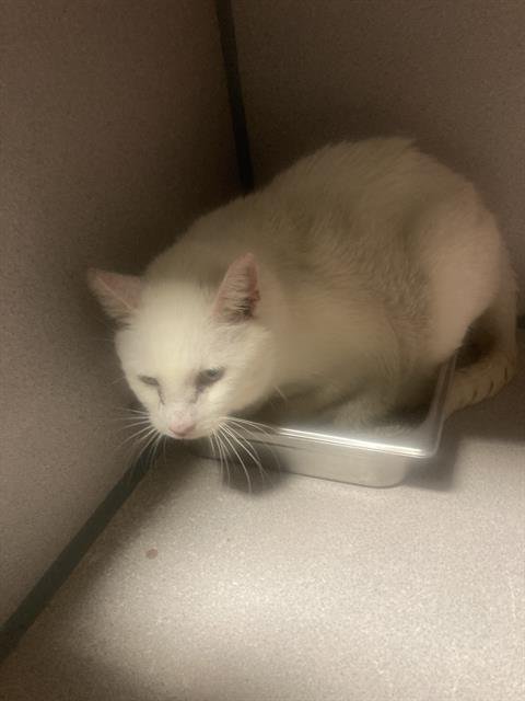 A1241855 - Domestic Short Hair available for adoption