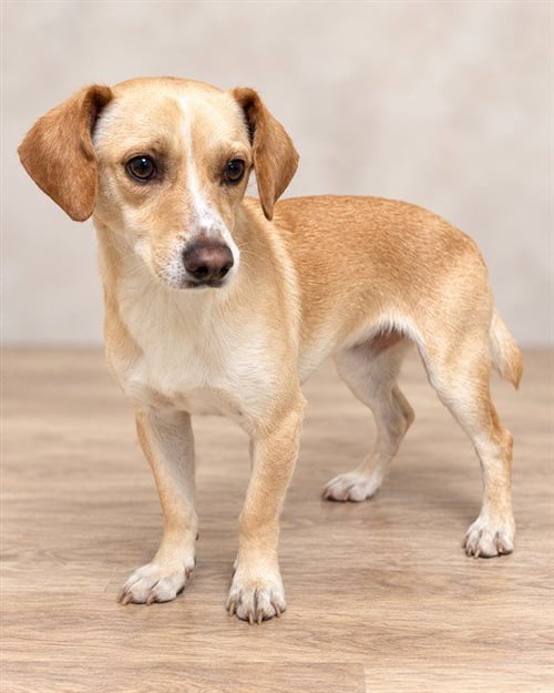 *ODIE - Chihuahua available for adoption