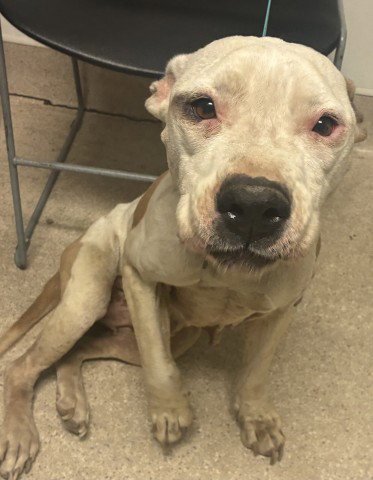 *MARIBEL - Pit Bull Terrier available for adoption