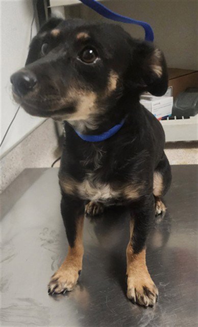 CHLOE - Chihuahua available for adoption