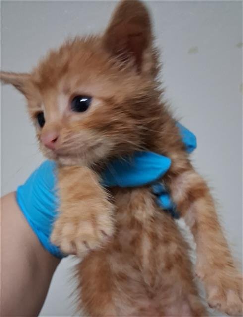 WALTER - Domestic Short Hair available for adoption