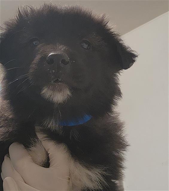 *TYSON - Great Pyrenees / German Shepherd Dog available for adoption